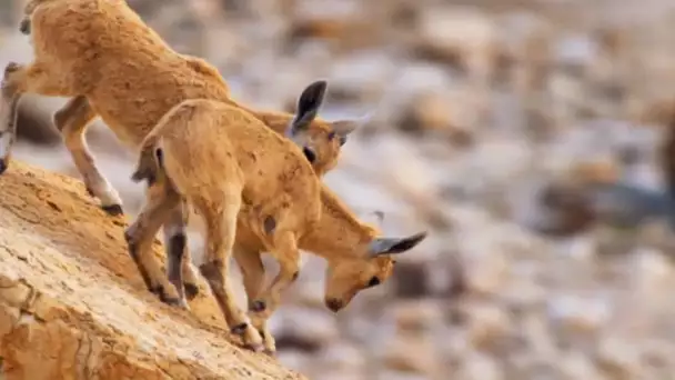 Petit bouquetin : grandir au bord du vide - ZAPPING SAUVAGE