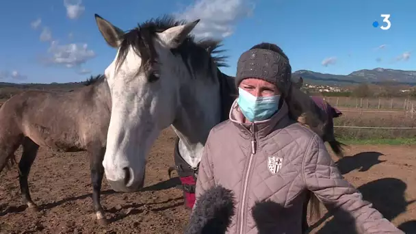 Hérault : un cheval retrouvé mutilé à Vacquières