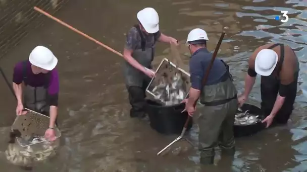 Opération de sauvetage de poissons à l'écluse de Moissac