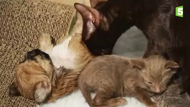 Un bébé chien orphelin adopté par des chats - ZAPPING SAUVAGE