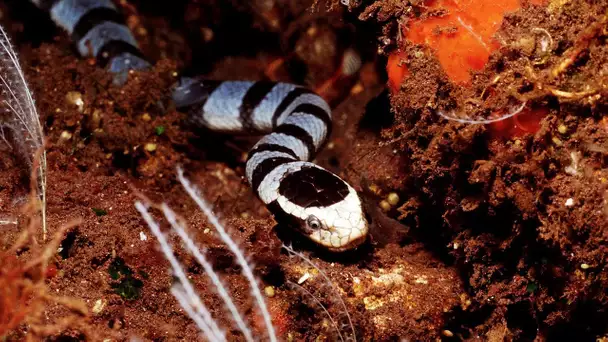 Cobra de mer VS murène - ZAPPING SAUVAGE