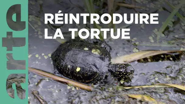 Le retour des tortues et des castors | ARTE Regards | ARTE Family