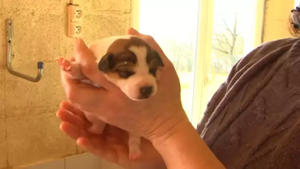 Cambriolage à 17 000€ dans un élevage canin