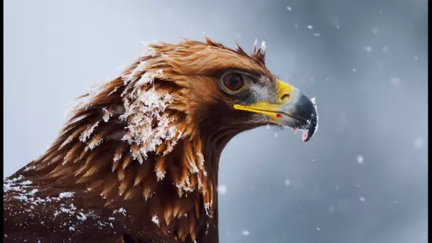 Aigle royal : le maître des Alpes - ZAPPING SAUVAGE