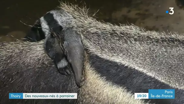 Zoo de Thoiry : Naissances et Parrainages