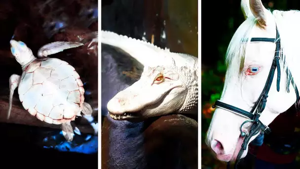 23 Animaux Albinos Qui ont Rarement été Vus