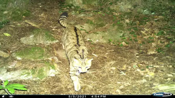 La présence du chat forestier confirmé dans la montagne noire