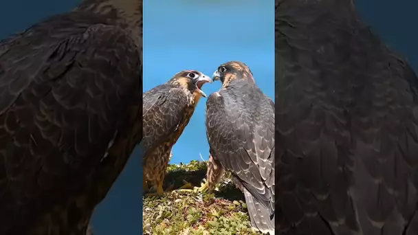 Symphonie Aérienne : Découvrez la Beauté Intemporelle des Oiseaux dans ce Court Métrage #shorts