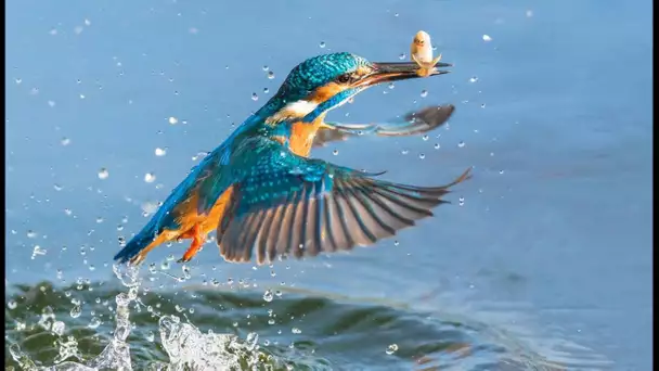 Un splendide martin-pêcheur en slow motion - ZAPPING SAUVAGE