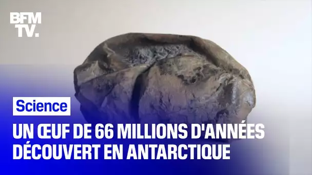Un œuf de 66 millions d'années découvert en Antarctique