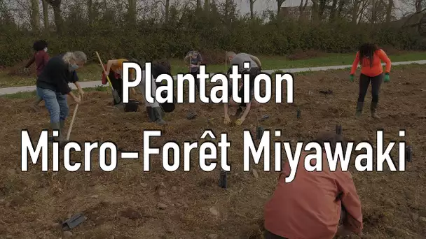 La méthode Miyawaki pour doper la création de forêt