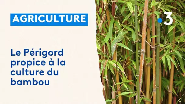 Le Périgord propice à la culture du bambou