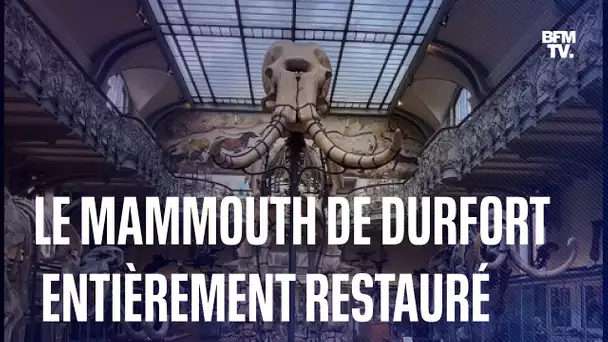 L'historique mammouth de Durfort restauré au Muséum national d'Histoire naturelle de Paris