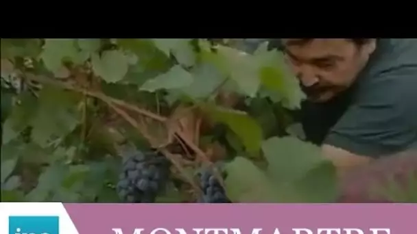 Les vendanges traditionnelles à Montmartre - Archive INA