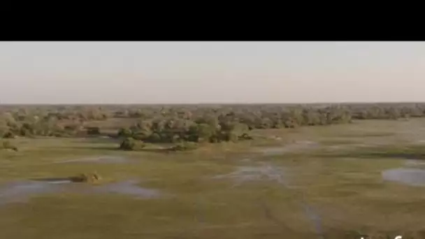 Botswana, delta de l'Okavango : marais et végétation