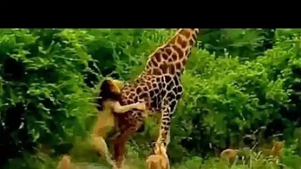 Girafe VS sept lions - ZAPPING SAUVAGE