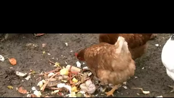 Quand les poules volent dans les plumes des déchets alimentaires