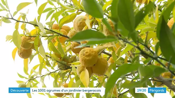 Les 1001 agrumes d'un jardinier bergeracois
