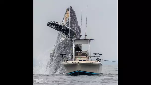 Une vidéo spectaculaire capture le saut d’une baleine juste à côté d'un bateau de pêcheur