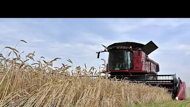 Céréales ukrainiennes : pourquoi l'UE a mis fin aux restrictions d'importation
