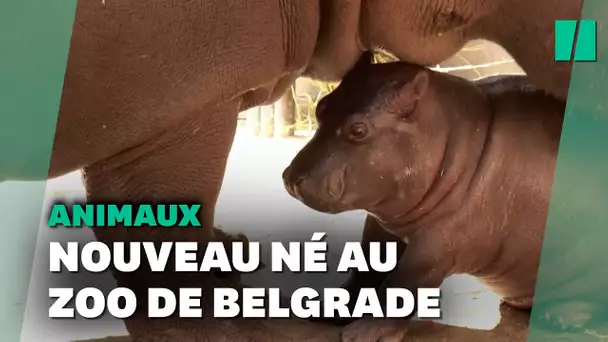 Naissance inattendue d'un bébé hippopotame au zoo de Belgrade