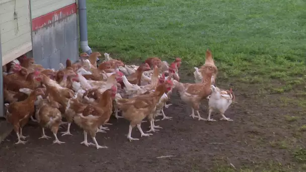 Grippe aviaire : l'inquiétude chez les éleveurs dans la Vienne