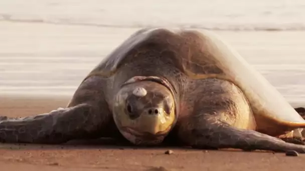 Le mystère des tortues marines - ZAPPING SAUVAGE