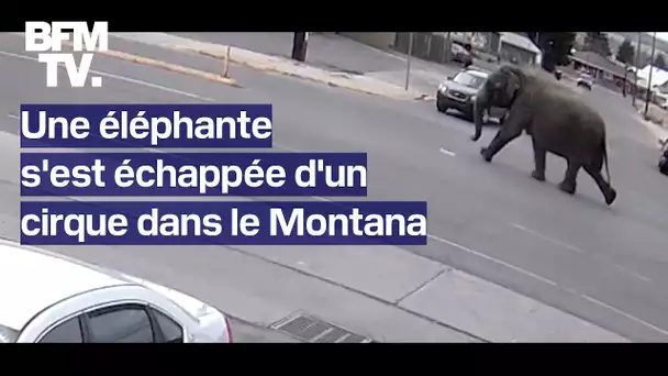 Une éléphante s'est échappée d'un cirque dans le Montana