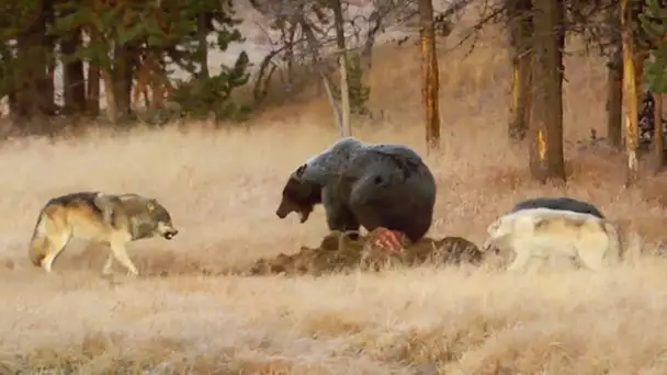 Grizzlys contre loups, ça tourne bien - ZAPPING SAUVAGE