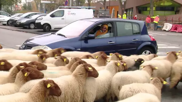 Transhumance à Evreux