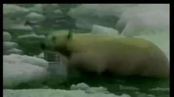 [Environnement : Ours polaire en détresse]