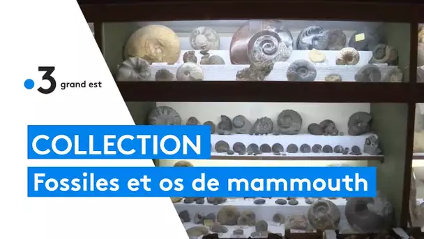 La collection incroyable d'un passionné de fossiles, minerais et os de mammouth