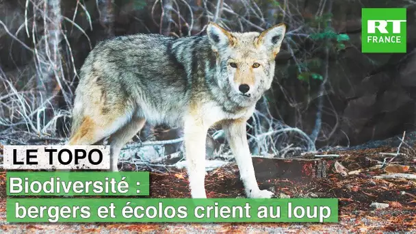 LE TOPO - Biodiversité : bergers et écolos crient au loup
