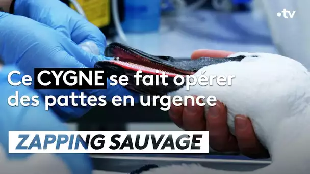 POV : ce cygne se fait opérer des pattes - ZAPPING SAUVAGE