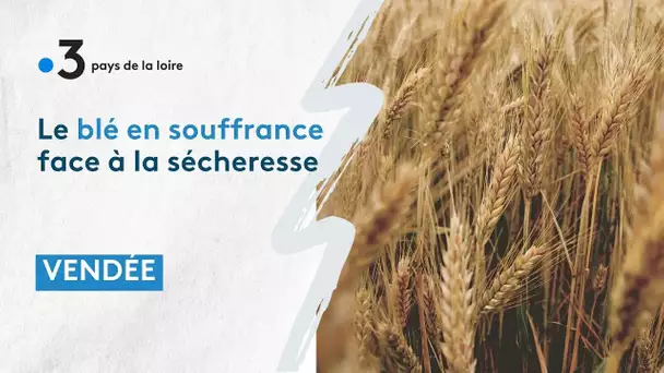 En Vendée le Blé en souffrance face à la sécheresse