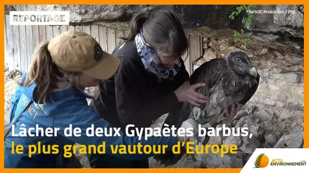 Comment les vautours sont réintroduits en France