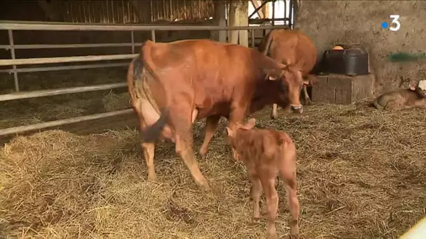 En Savoie, les éleveurs de vaches laitières s'adaptent à la sécheresse