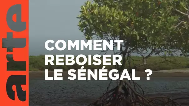 Sénégal : arbres de vie - ARTE