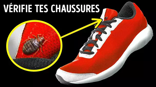 Les Punaises De Lit Ont Un Faible Pour Les Chaussures + 13 Faits Sur Les Odeurs