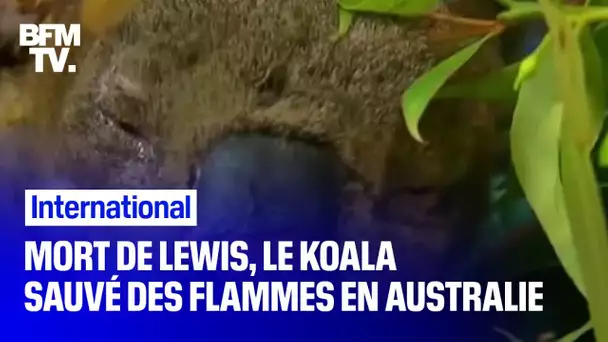 Lewis, le petit koala qui avait été sauvé des flammes par une Australienne, est mort