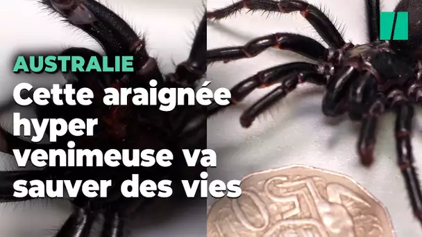 Cette araignée est la plus venimeuse du monde mais va sauver des vies