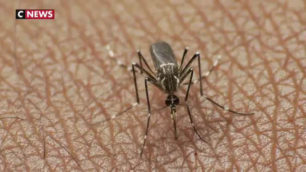 Virus Zika : deux cas autochtones détectés dans le Var