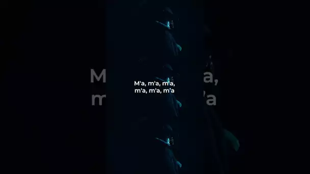 Livaï & Cosmo présentent leur album en commun avec “m’a” 🔥