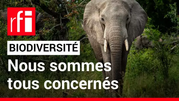 Biodiversité, nous sommes tous concernés • RFI