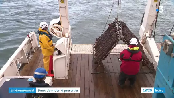 Rade de Brest : opération  de nettoyage pour protéger le maërl, une algue rare