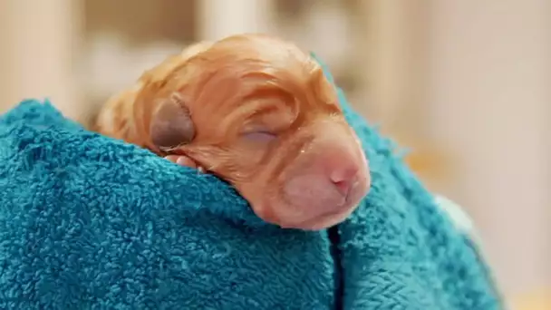 Naissance de bébé labrador en direct - ZAPPING SAUVAGE