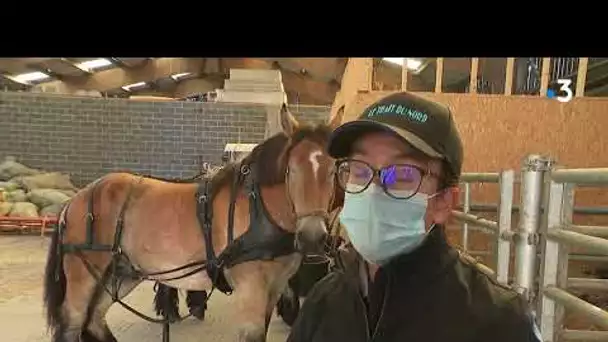 La cheval Trait du Nord pour le ramassage scolaire à Bachy