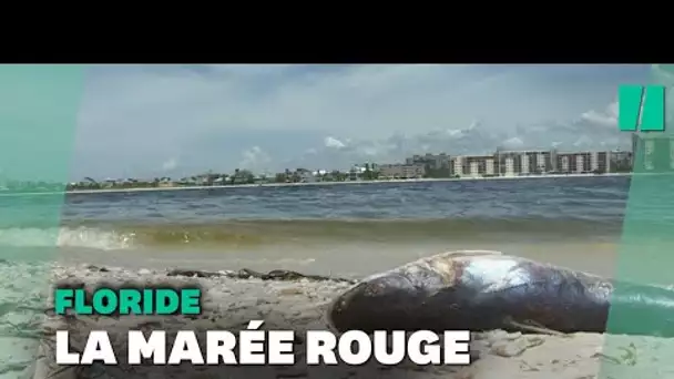 En Floride, la "marée rouge" s’étend et tue des milliers de poissons
