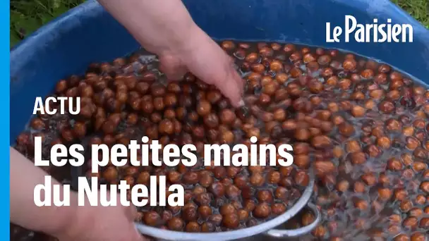 Producteurs de noisettes contre Ferrero : Nutella déclenche la colère des fermiers turcs