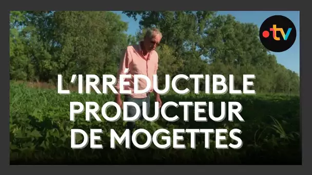 Un seul agriculteur perpétue la culture des mogettes dans les Deux-Sèvres